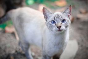 Cat Animals Pet
