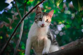 cute cat in a tree