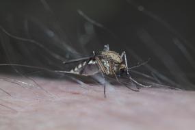 Komarzyca Insect Macro Winged