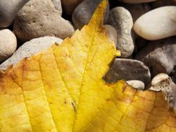 Leaf Autumn Yellow