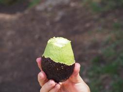peeled avocado in hand
