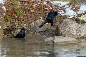 Crow Swim in water