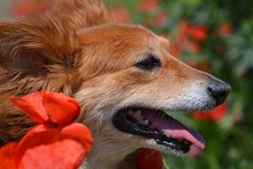 Dog Nature Outdoors