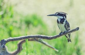 bird with a long beak on a branch