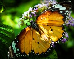 big butterfly on a green background