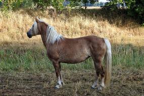 cute brown pony in the field