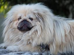 Pekingese Dog Chinese
