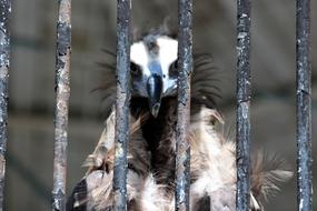 Vulture Aegypius monachus