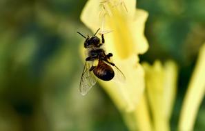 Insect Bee Pollination