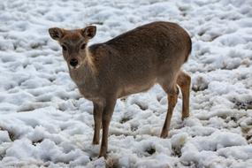 Roe Deer Winter Snow