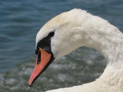 Swan Head Drip