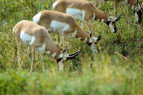 South Dakota Antelope