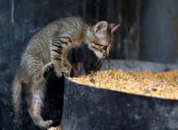 Cat Small Animals