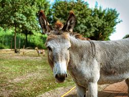 Donkey Animal Draft Horse