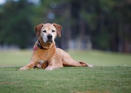 Rhodesian Ridgeback Dog