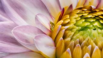 Dahlia Beetle Bright
