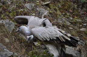 Vulture Bird Scavengers