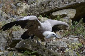 Vulture Bird Scavengers