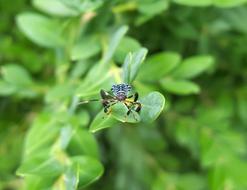 Bug Assassin Nymph