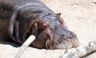 Hippopotamus Hippo Africa