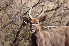 Nyala Males Portrait