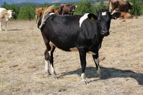 black cow with white spots