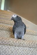Parrot Stairs African Grey