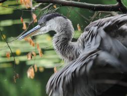 Heron Bird Animal Grey