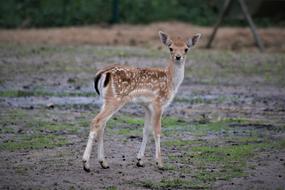 Fawn Close Up Wild Animal