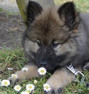 puppy lying by the flowers