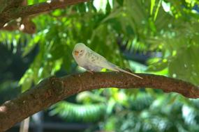 Budgie Bird Parakeet