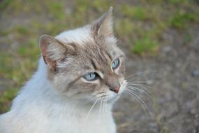 Young Cat Domestic Animal Mammal