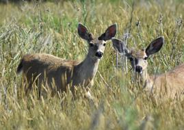 Deer Wildlife Animal