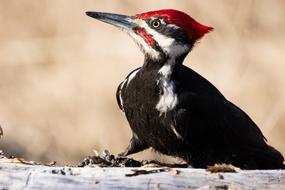 Woodpecker Bird Wildlife