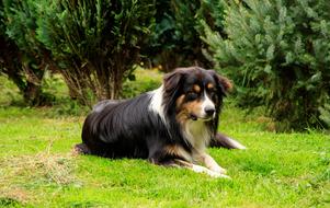 Dog Herding Aussi