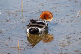 Widgeon Bird Waterfowl