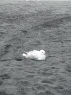 Seagull Beach Bird