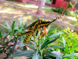 Grasshopper Bug Insect