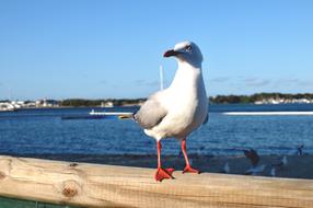 Bird Sea White