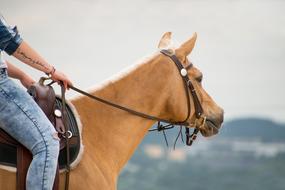 Horse Western Ride