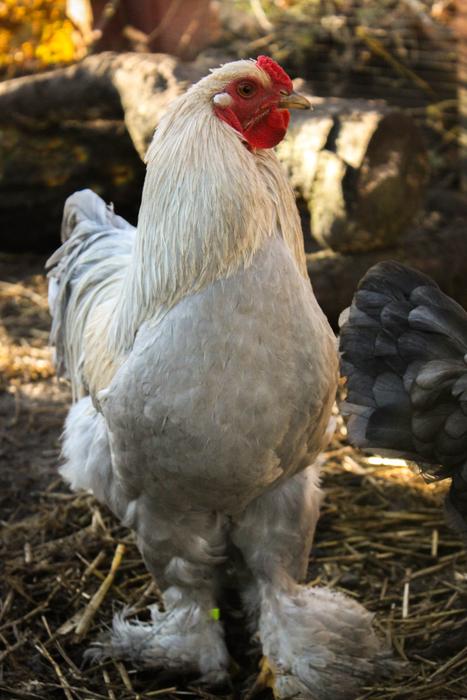 Hahn Chicken on farm