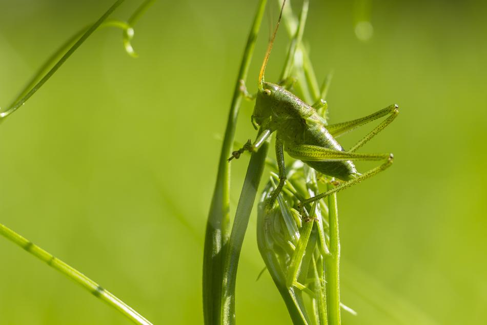 green grasshoppers in the grass