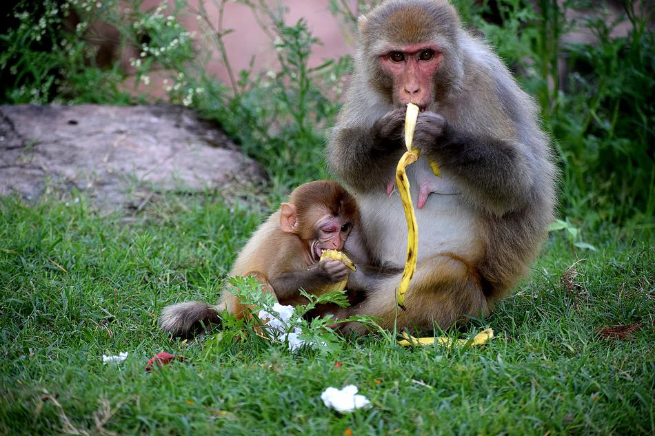 monkeys eat