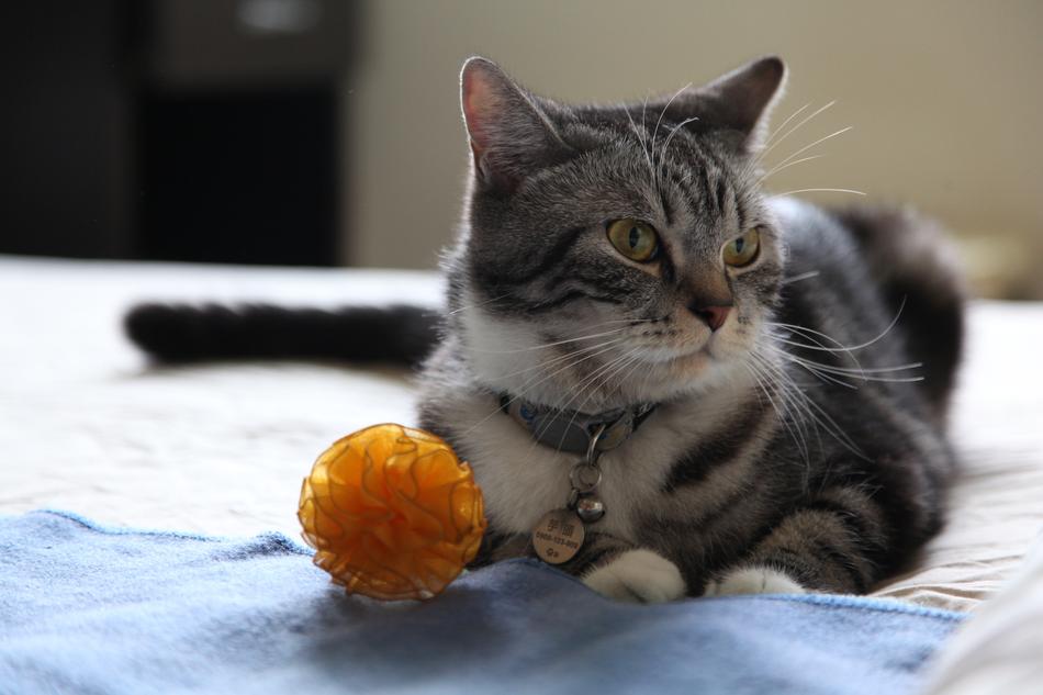 Kitten Toy Cat