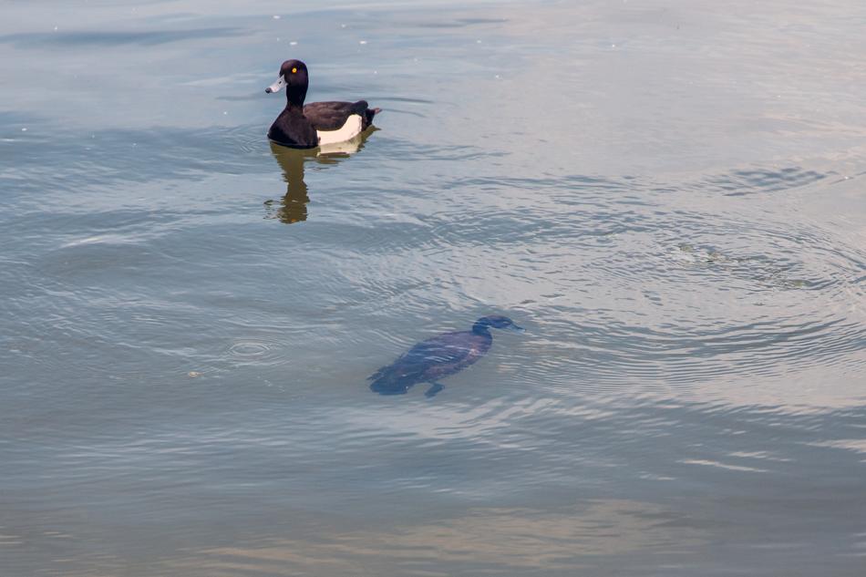 Duck Diving Water