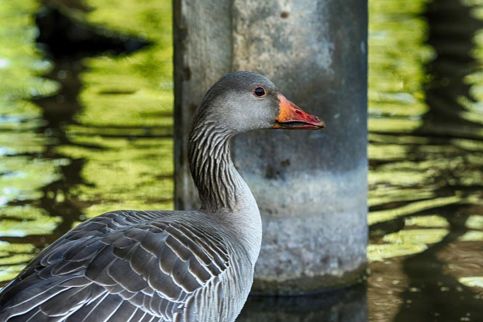 Bird by the Lake Water