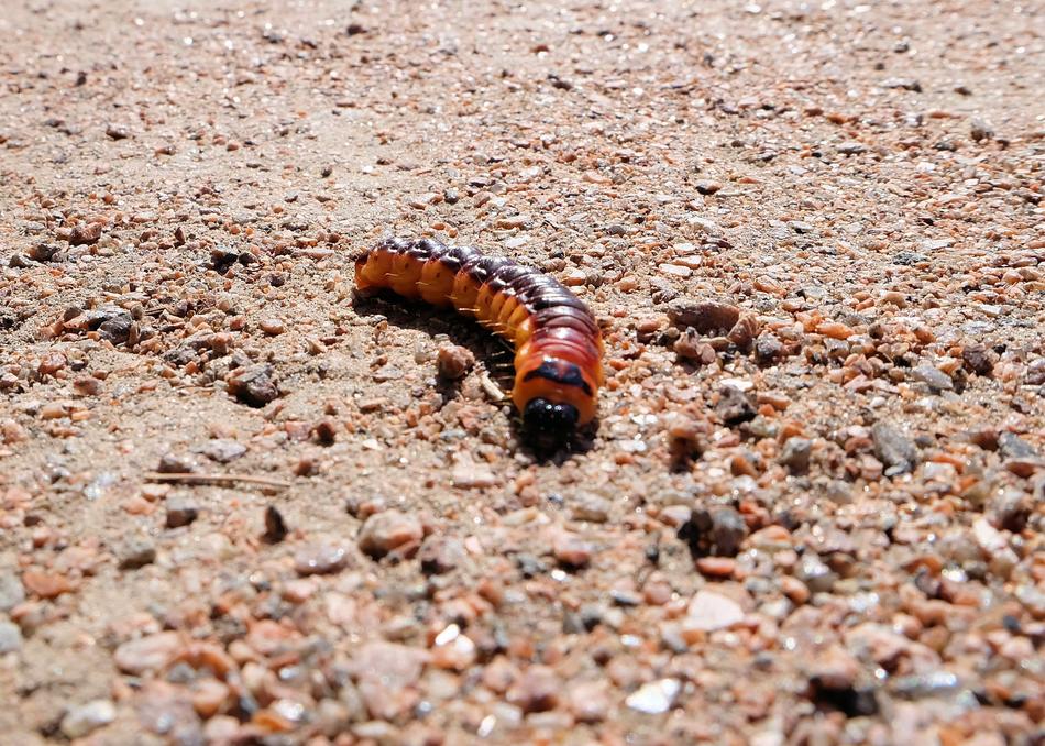 Caterpillar Medvedka Insect