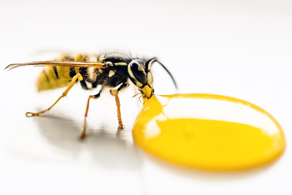 wasp by the sweet honey