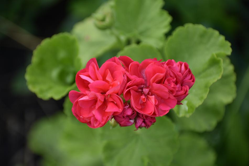 Geranium Red Green