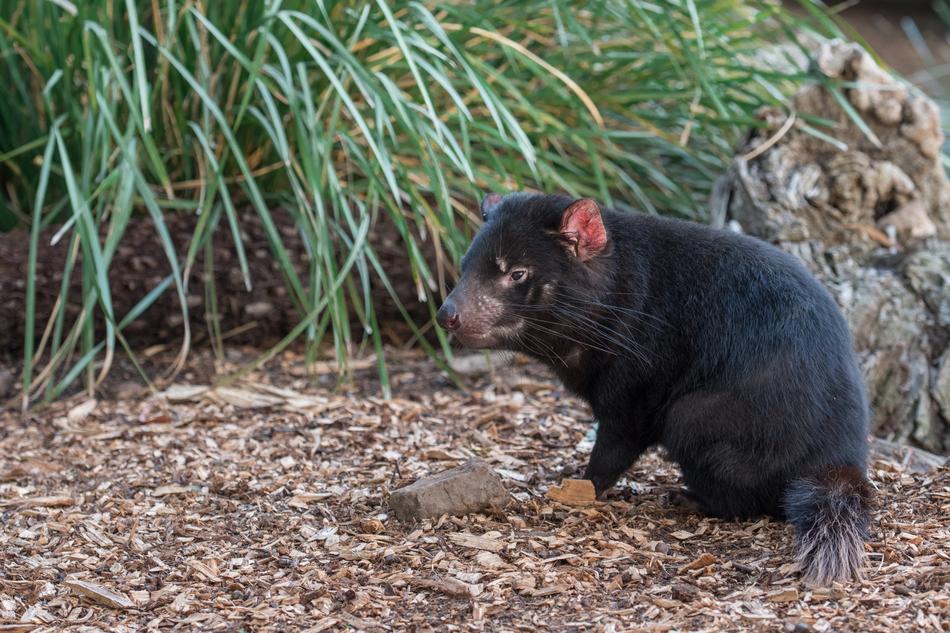 Tasmanian Devil Tassie